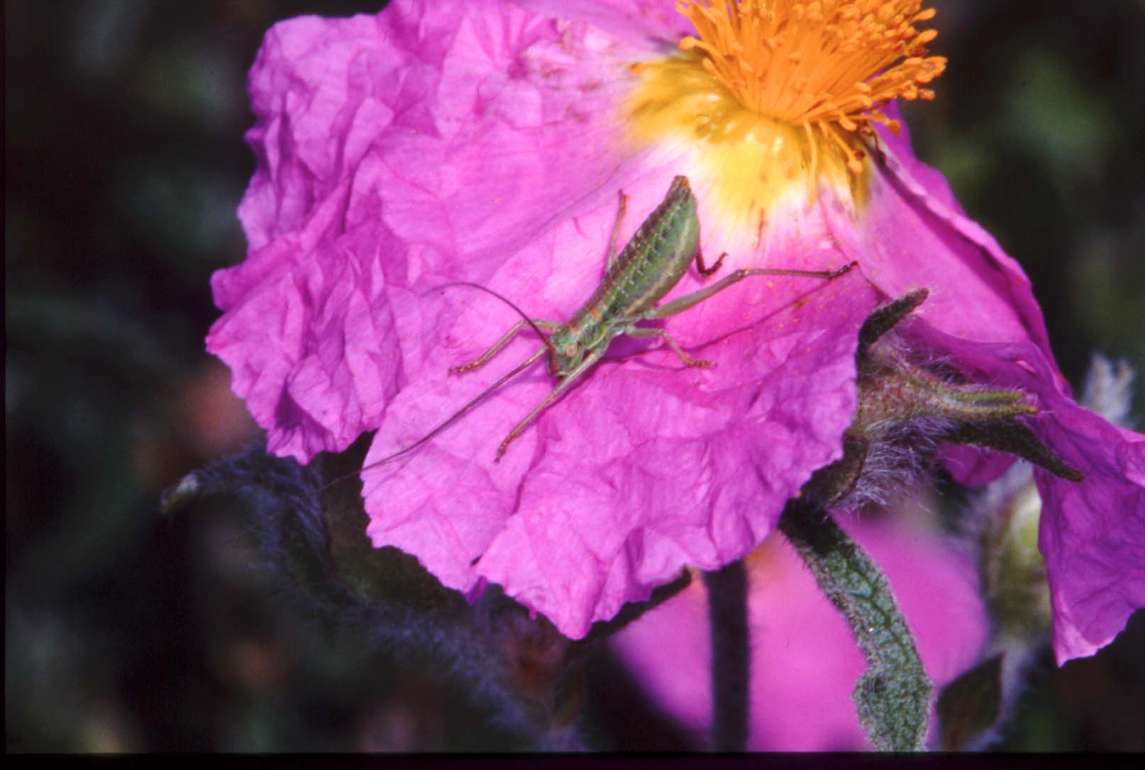 Ortotteri da identificare